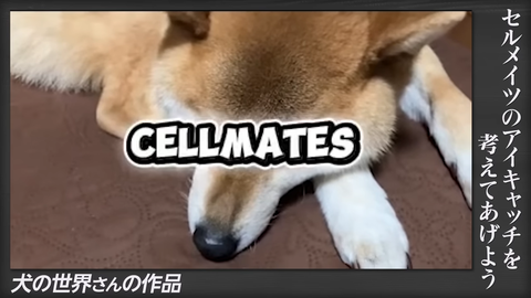 【にじさんじ】セルメイツ動画『みんなからもらったアイキャッチの熱量』実況感想まとめ | 【にじさんじ】セルメイツ動画『みんなからもらったアイキャッチの熱量』実況感想まとめ | 【にじさんじ】セルメイツ動画『みんなからもらったアイキャッチの熱量』実況感想まとめ | 【にじさんじ】セルメイツ動画『みんなからもらったアイキャッチの熱量』実況感想まとめ | 【にじさんじ】セルメイツ動画『みんなからもらったアイキャッチの熱量』実況感想まとめ | 【にじさんじ】セルメイツ動画『みんなからもらったアイキャッチの熱量』実況感想まとめ | 【にじさんじ】セルメイツ動画『みんなからもらったアイキャッチの熱量』実況感想まとめ | 【にじさんじ】セルメイツ動画『みんなからもらったアイキャッチの熱量』実況感想まとめ | VTuberまとめ速報 V速(12095113114975_8)